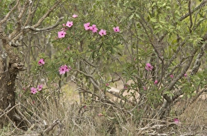 South Africa Prints: Swazi Lily (Adenium swazicum) flowering