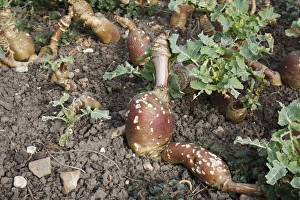 Root Vegetable Prints: Swede (Brassica napobrassica) mature crop