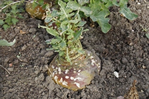 Swede (Brassica napobrassica) mature crop, with slug damage, in garden allotment, Suffolk, England, march