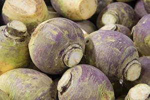 Root Vegetable Prints: Swede (Brassica napobrassica) roots in farm shop, Cheshire, England, February