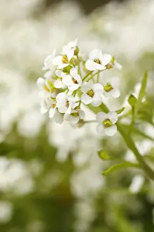 Annual Prints: Sweet Alyssum (Lobularia maritima) close-up of flowers, in garden, Powys, Wales, june