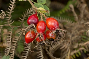 Sweet Briar (Rosa rubiginosa) close-up of rosehips, Dorset, England, September