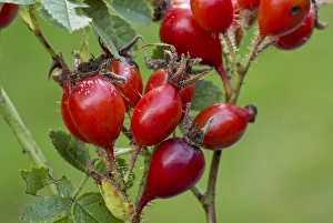 Roses Prints: Sweet Briar (Rosa rubiginosa) close-up of rosehips, Dorset, England, September