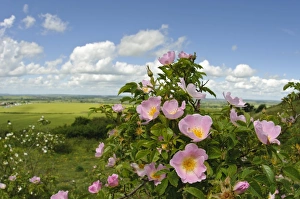 Roses Prints: Sweet Briar (Rosa rubiginosa) flowering
