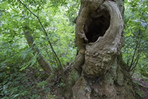 Deciduous Prints: Sweet Chestnut (Castanea sativa) ancient tree