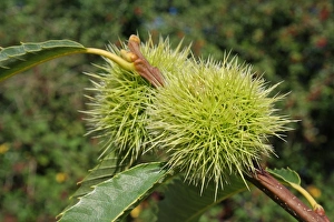 Deciduous Prints: Sweet Chestnut (Castanea sativa) close-up of fruit