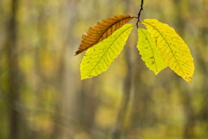 Sweet Chestnut (Castanea sativa) close-up of leaves, changing to autumn colour, growing in coppice woodland, Kent