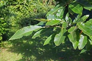 Castanea Prints: Sweet Chestnut (Castanea sativa) close-up of leaves