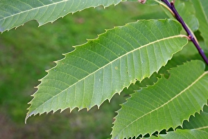 Sweet Chestnut (Castanea sativa) close-up of leaves, growing in woodland, Vicarage Plantation, Mendlesham, Suffolk