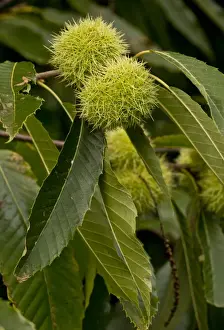 Sweet Chestnut (Castanea sativa) close-up of leaves and fruit, France, October