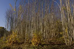 Sweet Chestnut (Castanea sativa) coppiced woodland, Ranscombe Farm Plantlife Reserve, Kent, England, november