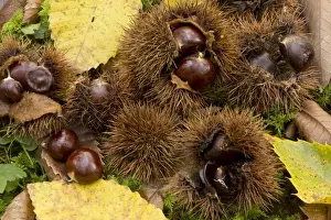 Sweet Chestnut (Castanea sativa) fallen fruit and leaves, Dordogne, France, November