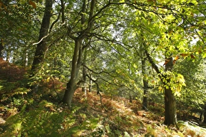 Gloucestershire Prints: Sweet Chestnut (Castanea sativa) habit