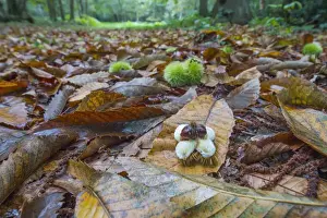 Leaves Prints: Sweet Chestnut (Castanea sativa) open and closed fruits