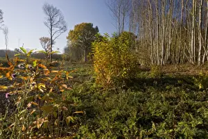Sweet Chestnut (Castanea sativa) recently cut coppiced woodland, Ranscombe Farm Plantlife Reserve, Kent, England