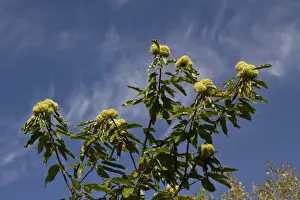 Castanea Prints: Sweet or Spanish Chestnut with fruit bunches protected by green outer cupule with branched radiating spines
