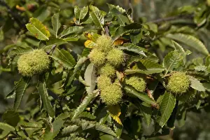 Sweet or Spanish Chestnut with fruit bunches protected by green outer cupule with branched radiating spines