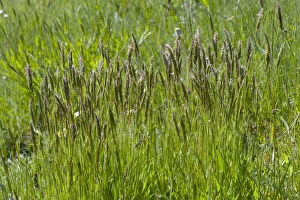 Sweet vernal grass, Anthoxanthum odoratum, flowering in a mixed grass meadow in spring