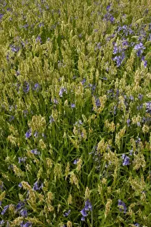 Sweet Vernal Grass (Anthoxanthum odoratum) and Bluebell (Endymion non-scriptus) flowering, growing in woodland, Garston Wood RSPB Nature Reserve, Dorset, England, may