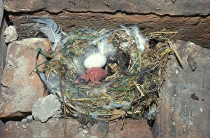 Swifts Prints: Swift (Apus apus) Egg and newly hatched chick