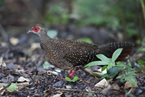 Gamebird Prints: Swinhoes Pheasant (Lophura swinhoii) adult female