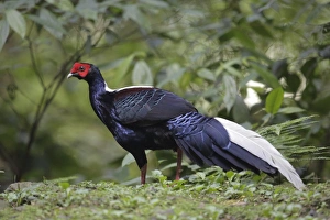 Gamebird Prints: Swinhoes Pheasant (Lophura swinhoii) adult male