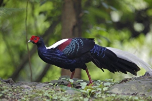 Swinhoes Pheasant (Lophura swinhoii) adult male, walking on forest floor, Anmashan, Central Taiwan, May