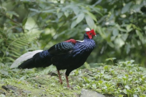 Swinhoes Pheasant (Lophura swinhoii) adult male, walking on forest floor, Anmashan, Central Taiwan, May
