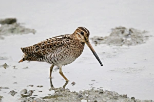 Shallows Prints: Swinhoes Snipe (Gallinago megala) adult