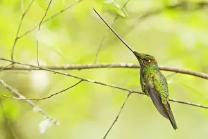 Equatorial Prints: Sword-billed Hummingbird (Ensifera ensifera) adult male