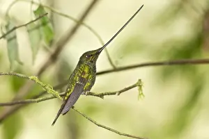 Sword-billed Hummingbird (Ensifera ensifera) adult male, perched on twig in montane rainforest, Guango, Andes, Ecuador