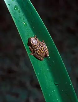 Frogs Prints: Swynnertons Reed Frog (Hyperolius marginatus swynnertoni)