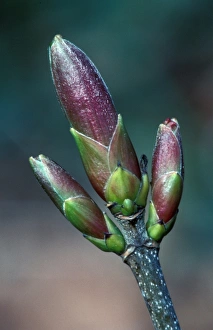 Sycamore (Acer pseudoplatanus) Buds