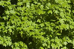 Maples Prints: Sycamore (Acer pseudoplatanus) close-up of full canopy of new leaves