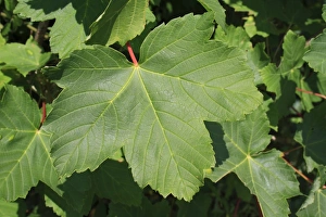 Sycamore (Acer pseudoplatanus) close-up of leaf, Bacton, Suffolk, England, june