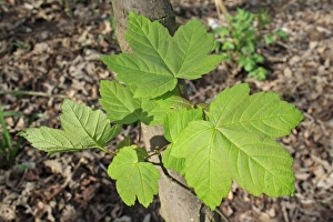 Sycamore (Acer pseudoplatanus) close-up of leaves, growing in woodland, Vicarage Plantation, Mendlesham, Suffolk