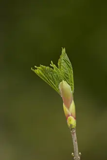 Sycamore (Acer pseudoplatanus) close-up of opening leafbud, Sheffield, South Yorkshire, England, May