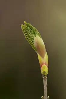 Sycamore (Acer pseudoplatanus) close-up of opening leafbud, Sheffield, South Yorkshire, England, May