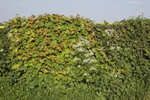 Hedges Prints: Sycamore (Acer pseudoplatanus) growing in hedgerow at roadside