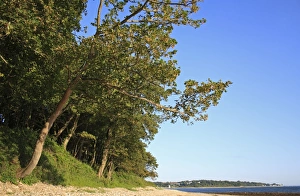 Sycamore (Acer pseudoplatanus) habit, woodland habitat at edge of beach, Bembridge, Isle of Wight, England, june