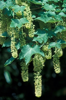 Clusters Prints: sycamore flower clusters