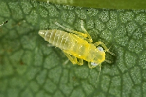 July Prints: Sycamore leafhopper, Edwardsiana nigroloba, nymph on the underside of a sycamore leaf