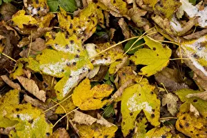 Rumania Prints: Sycamore Tar Spot (Rhytisma acerinum) lesions on fallen Sycamore (Acer pseudoplatanus) leaves
