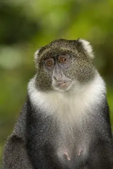 Primates Prints: Sykes Monkey (Cercopithecus albogularis) adult female