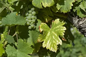 Symptoms of magnesium deficiency on grapevines in fruit in gironde, France, August