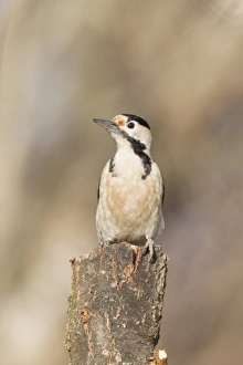 Wood Pecker Prints: Syrian Woodpecker (Dendrocopos syriacus) adult, perched on stump, Bulgaria, january
