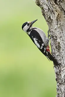 Wood Pecker Prints: Syrian Woodpecker (Dendrocopos syriacus) adult female
