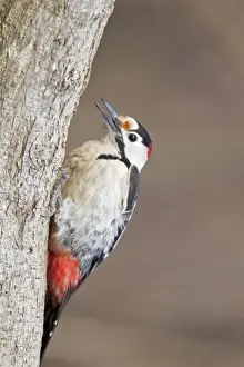 Syrian Woodpecker (Dendrocopos syriacus) adult male, feeding, clinging to tree trunk, Bulgaria, january
