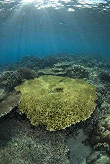 Maluku Prints: Table Coral (Acropora sp. ) in reef habitat