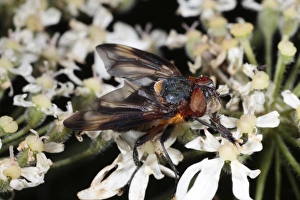 Hogweeds Prints: Tachinid Fly (Alophora hemiptera) adult male